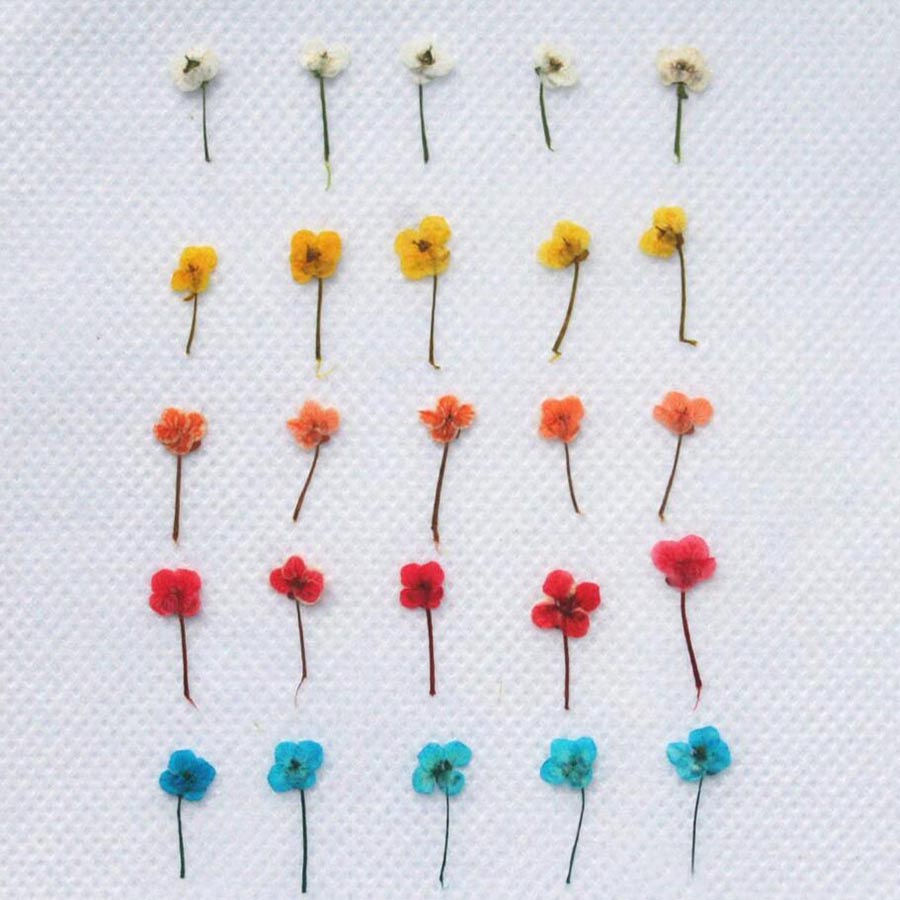 60個入り ミニ押し花 - 写真立て、レジンジュエリー、スマ - Resin Craft Ideas のレビューと価格